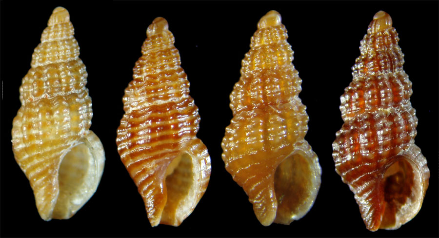 Chauvetia brunnea?